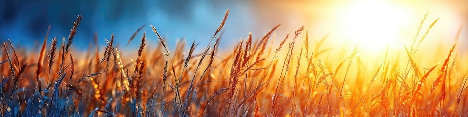 A field of tall grass with a sun shining on it