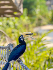 Hornbill bird in koh yao noi, Phang Nga, Thailand © pierrick