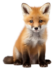 Obraz premium PNG Baby red foxe wildlife animal mammal.