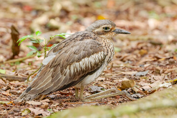 a close up of a bush stone-curlew sitting on the ground at a forest in north qld, australia