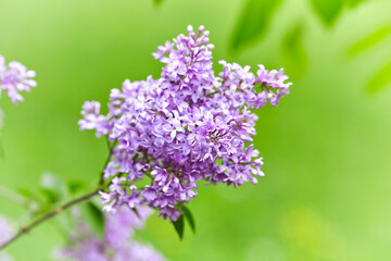 Nature background with spring flowers. Selective and soft focus. Close up.