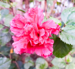 Red hibiscus mutabilis flowers blooming in Bangladesh garden.