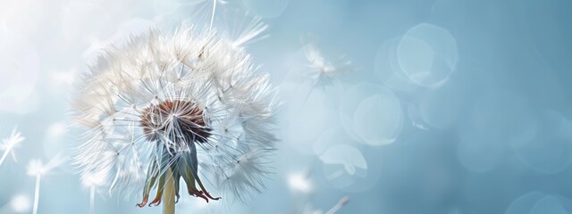 Obraz premium Close-up of a dandelion against a blue backdrop Blurred dandelion image