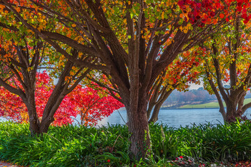 An Autumn day at Lake Burley Griffin