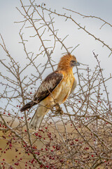A Little Eagle amongst the bare tree branches in Winter