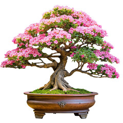 big potted bonsai The wood is bent and has a beautiful pattern. 