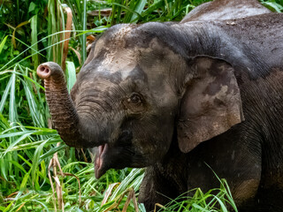 Wild Bornean Pygmy Elephant, Malaysia