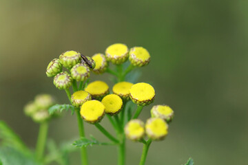 tansy buds, tansy, yellow buds, yellow flower, insects, green background , close up of yellow flower