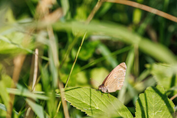 Ringlet butterfly sitting on a green blade