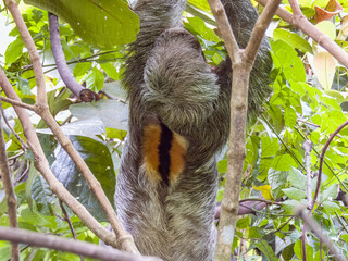 Naklejka premium 3-toed or Brown-throated Sloth in Costa Rica