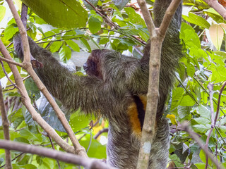 Naklejka premium 3-toed or Brown-throated Sloth in Costa Rica