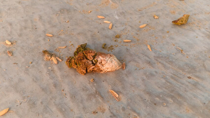 chicken manure that has dried on the cement floor