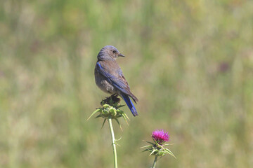  A Bluebird on the Flower