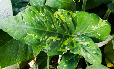 Fototapeta premium The surface of Alocasia macrorrhizos, a beautiful, rare, high-priced decorative plant. Green plants with beautiful white patterns similar to military camouflage. Disease of plant.