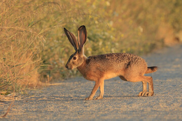 Long-Eared Hare