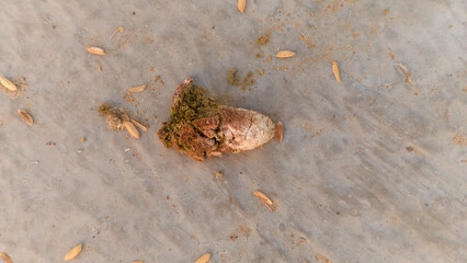 chicken manure that has dried on the cement floor