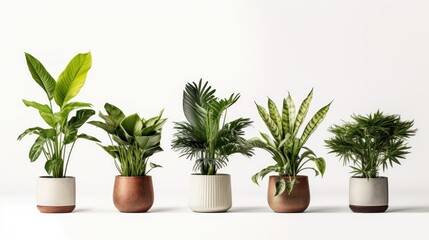 Fototapeta premium potted plants for the interior on white background.