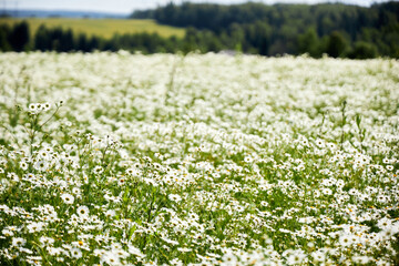 beautiful background on a daisy field against a blue sky