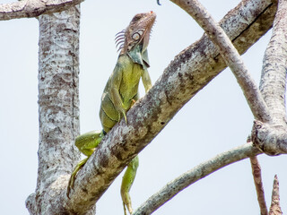 Green Iguana in Costa Rica