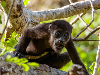 Howler Monkey in Costa Rica