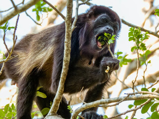 Howler Monkey in Costa Rica