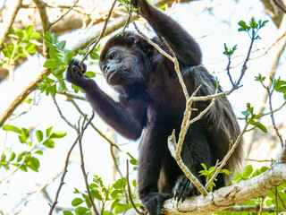 Howler Monkey in Costa Rica