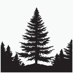 Obraz premium black silhouette of a alpine balsam tree in white background