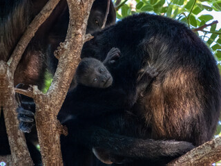 Howler Monkey in Costa Rica