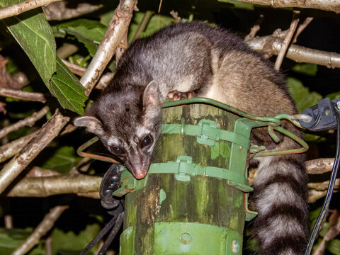 Cacomistle, Bassariscus sumichrasti, mammal in Costa Rica