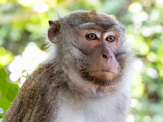 Long-tailed Macaque in Borneo, Malaysia