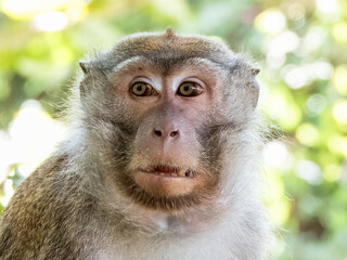Long-tailed Macaque in Borneo, Malaysia