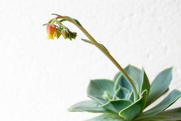 Immortelle, succulent plant with long stem and flowers. Sempervivum.