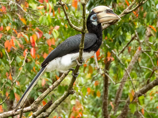 Oriental Pied Hornbill in Borneo, Malaysia