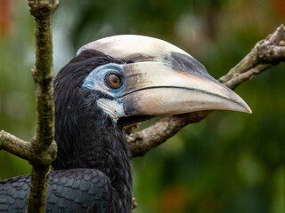 Oriental Pied Hornbill in Borneo, Malaysia