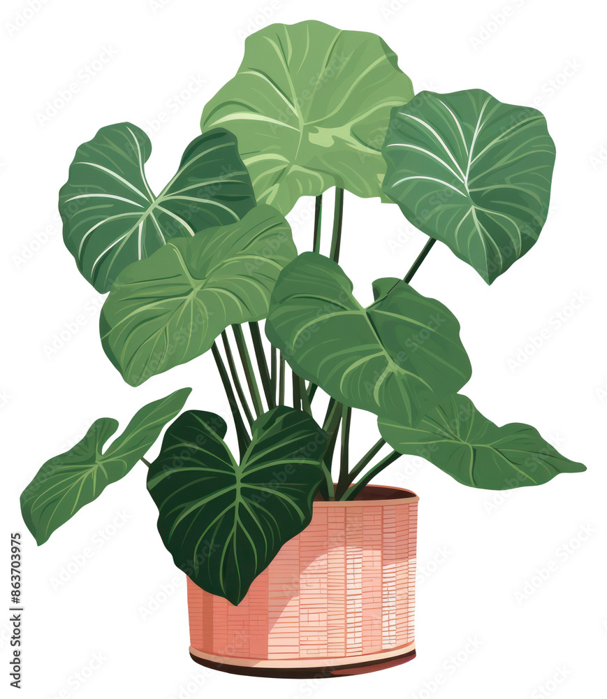 Wall mural png alocasia plant leaf houseplant.