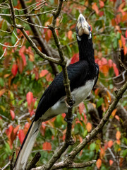 Oriental Pied Hornbill in Borneo, Malaysia