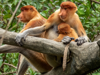 Wild Proboscis Monkey in Borneo, Malaysia