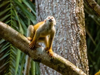 Squirrel Monkey in Costa Rica