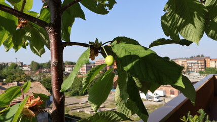 Ciliegia acerba e sulla pianta in contesto urbano e ripresa su una terrazza con la città sullo...