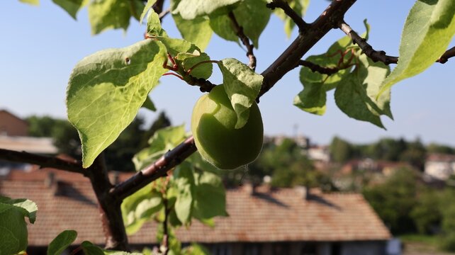 Albicocca acerba e sulla pianta in contesto urbano e ripresa su una terrazza con la citt&agrave; sullo sfondo.