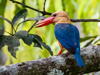 Stork-billed Kingfisher in Borneo, Malaysia