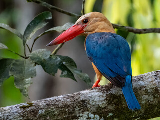 Stork-billed Kingfisher in Borneo, Malaysia