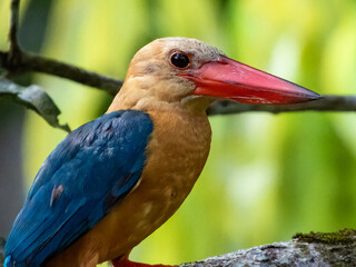 Stork-billed Kingfisher in Borneo, Malaysia