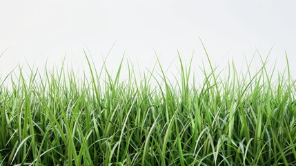 Fototapeta premium Grass isolated on white background. Illustration generatd by ai