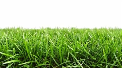Fototapeta premium Grass isolated on white background. Illustration generatd by ai