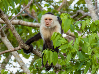 White-faced Capuchin Monkey in Costa Rica