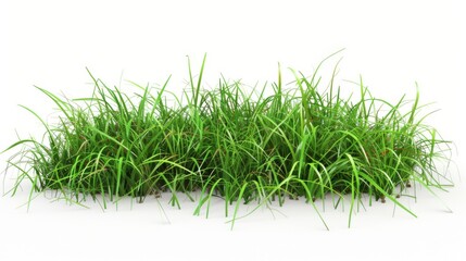 Grass isolated on white background. Illustration generatd by ai
