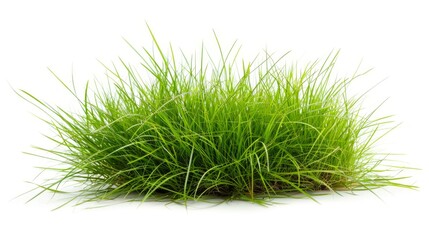 Grass isolated on white background. Illustration generatd by ai