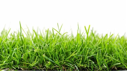 Fototapeta premium Grass isolated on white background. Illustration generatd by ai