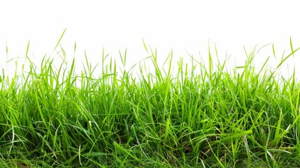 Fototapeta premium Grass isolated on white background. Illustration generatd by ai